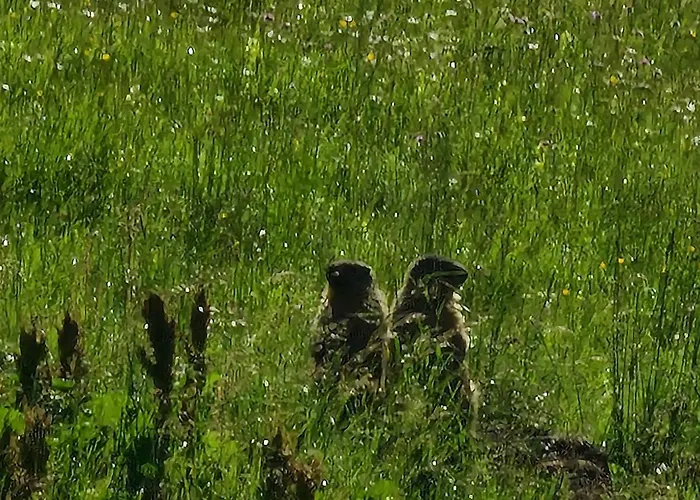 Frühstückspension Brigitte 3*