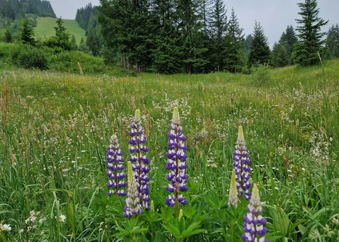 Brigitte Hike & Bike Panzió Arabba